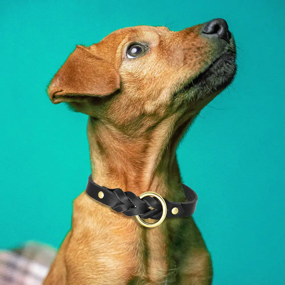 Ensemble collier et laisse pour chien