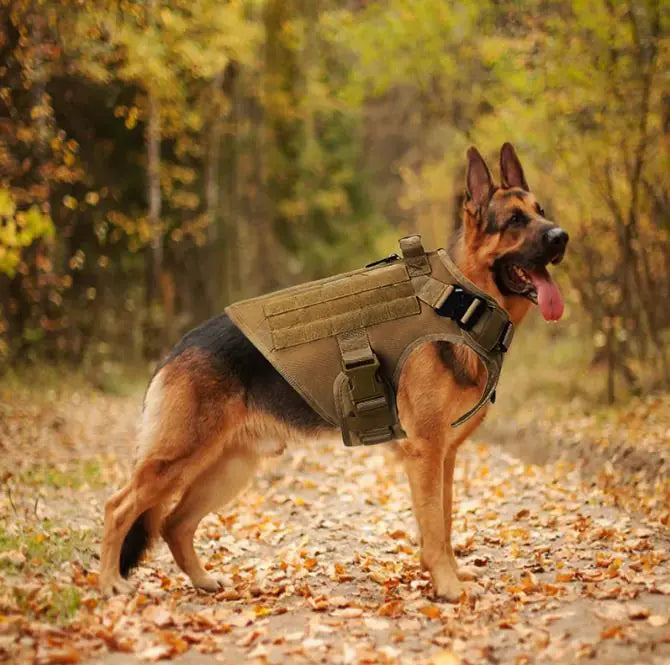 Gilet tactique d'extérieur pour grands chiens