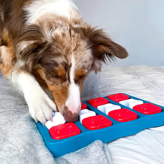 Jouet boîte à trésors pour animaux de compagnie