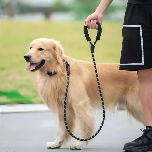 Reflective Dog Leash with Padded Handle